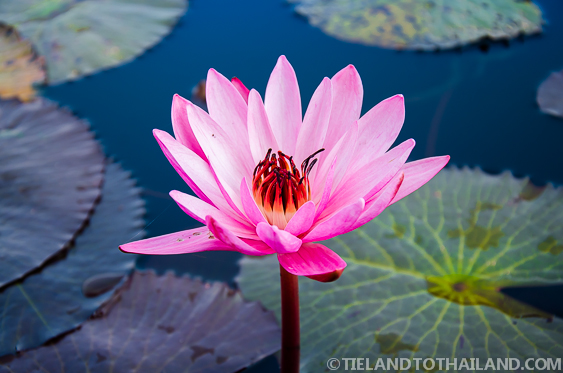 Will Thailand track lotus bloom timing by temple in 2026?