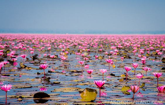 Thailand Lotus Bloom Timing