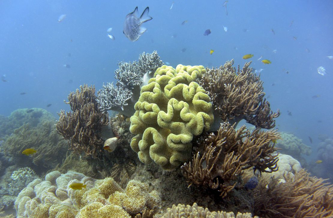 Coral Extinction Crisis